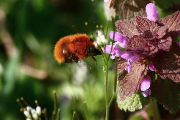 Bombus pascuorum?